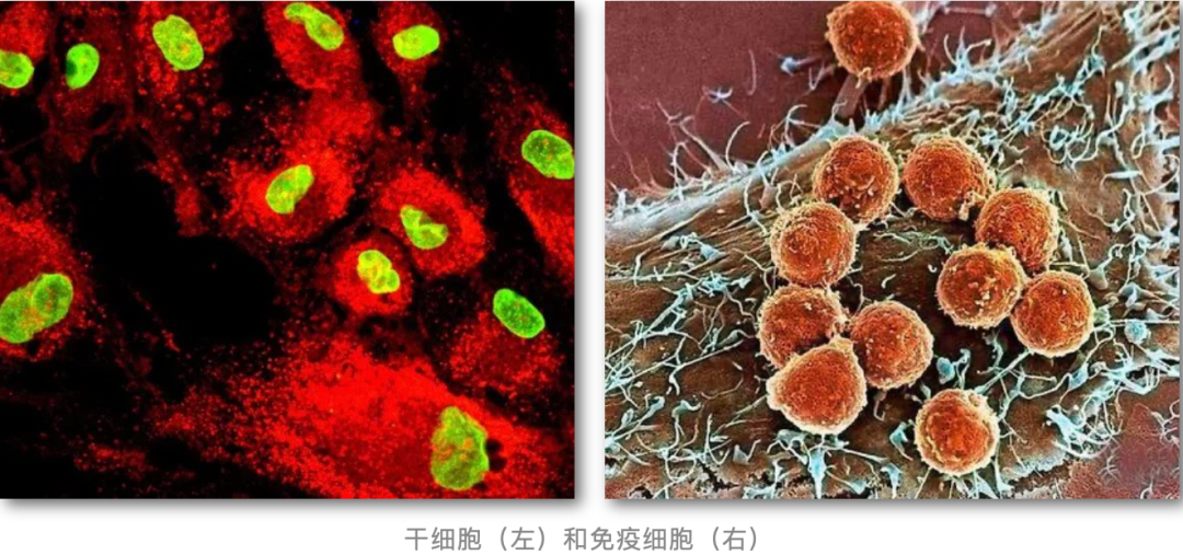 干细胞和免疫细胞