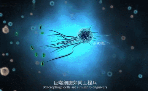 巨噬细胞的吞噬作用