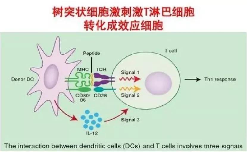 树突状细胞刺激T淋巴细胞转化成效应细胞
