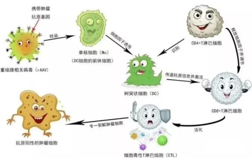 细胞毒性T淋巴细胞