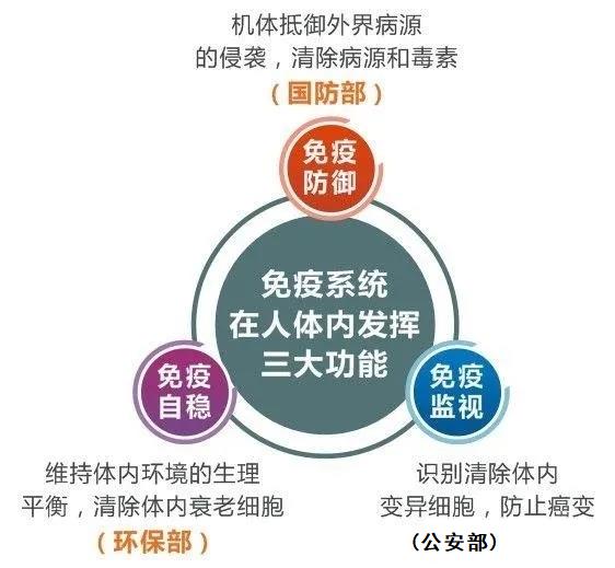 免疫细胞的功能