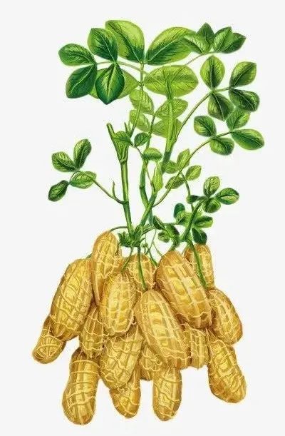 高血压能吃花生吗