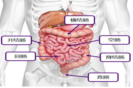 克罗恩病