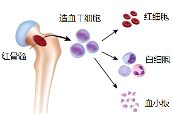 骨髓