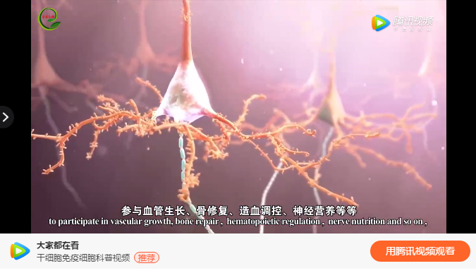 什么叫做干细胞、基本特征是什么、类型分别是什么
