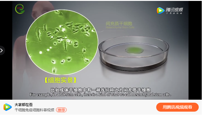 干细胞培养