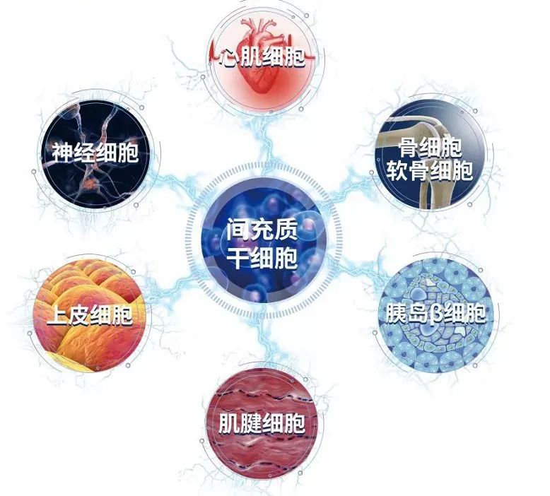 间充质干细胞功能