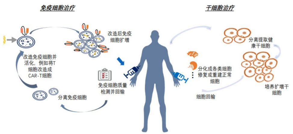 细胞疗法