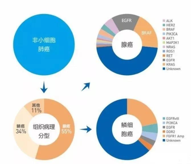 肺癌基因突变和不突变有什么区别