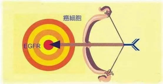基因检测和靶向治疗的关系