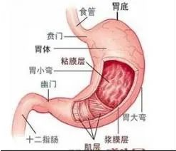 胃癌晚期能活多久,3因素决定你的寿命